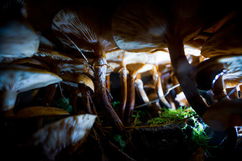 Mushroom forest